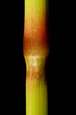 Sarı Tüylü Çim (Setaria pumila). Kök Düğüm Kapanışı