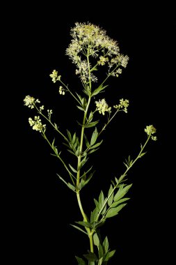 Ortak Meadow-Rue (Thalictrum flavum). Alışkanlık