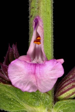 Balkan Clary (Salvia nemorosa). Çiçek Kapanışı