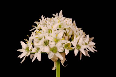 Chines Chives (Allium ramosum). Enfeksiyon. Yakın çekim.