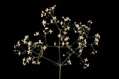 Orta boy Bedstraw (Galium intermedium). Enfeksiyon. Yakın çekim.