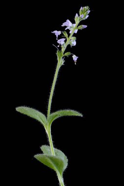 Heath Speedwell (Veronica officinalis). Alışkanlık
