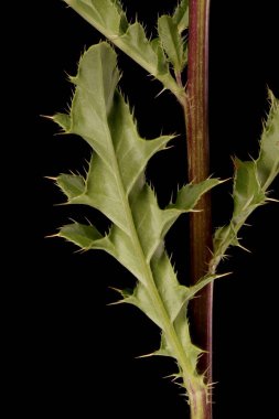 Sürünen devedikeni (Cirsium arvense). Buhar ve Yapraklar Kapalı