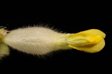 Böbrek Vetch (Anthyllis zafiyeti). Çiçek Kapanışı
