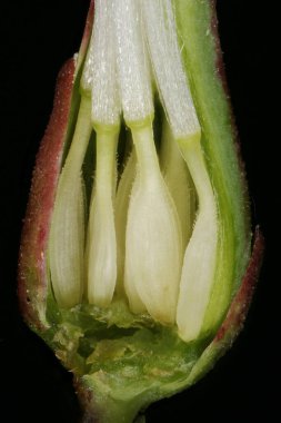 Dikenli Marul (Lactuca serriola). Achenes Yakın Çekim