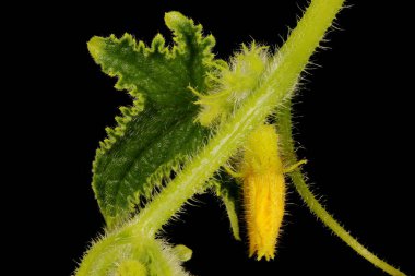 Salatalık (salatalık sativus). Çiçekli Bud Kapanış