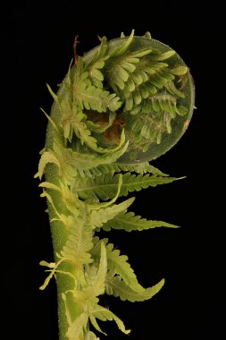 Devekuşu Fern (Matteuccia struthiopteris). Fiddlehead Kapanış