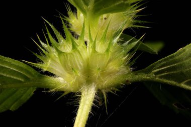 Hemp-Nettle (Galeopsis tetrahit). Verticillaster Yakın plan