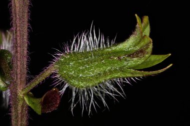 Kore Perillası (Perilla frutescens). Calyx Kapanışı