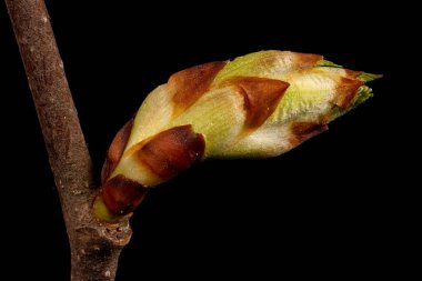 Beyaz Karaağaç (Ulmus Laevis). Yaprak Bud Kapanışı