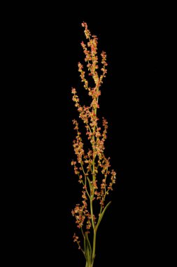 Koyun Sorrel (Rumex asetosella). Kadın Enfeksiyonu. Yakın çekim.