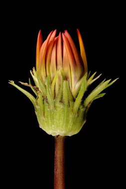 Hazine Çiçeği (Gazania rigens). Genç Capitulum Kapanış