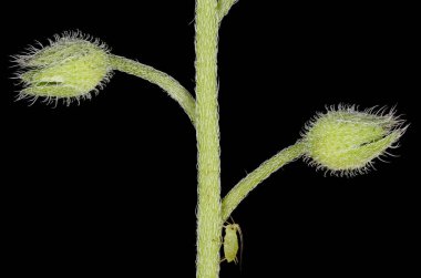 Field Forget-Me-Not (Myosotis arvensis). Calyces Yakın Çekim