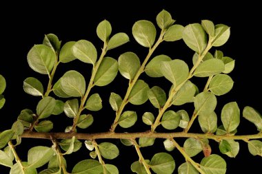 Cotoneaster Duvarı (Cotoneaster yatay). Yapraklar Kapalı