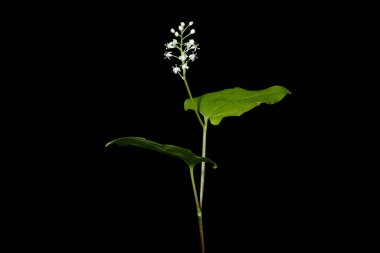 Lily (Maianthemum bifolium). Alışkanlık