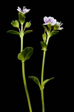 Thyme-Leaved Speedwell (Veronica serpillifolia). Alışkanlık