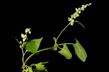 Siyah Bindweed (Fallopia konvolvulus). Alışkanlık
