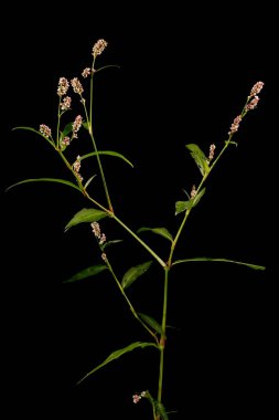 Redshank (Persicaria maculosa). Genel alışkanlık