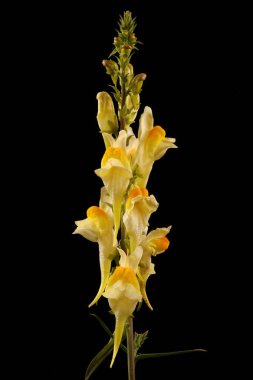Toadflax (Linaria vulgaris). Enfeksiyon. Yakın çekim.