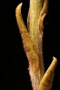 Colt & apos; 's Foot (Tussilago farfara). Yaprak Kapanışını Ölçekle