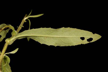 Meadow Fleabane (Inula britannica). Yaprak Kapanışı