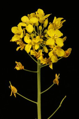 Şalgam Tecavüzü (Brassica rapa). Inflorescence Detay Kapatma