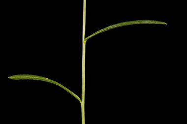 Şeftalili Çan Çiçeği (Campanula persicifolia). Kök ve Yapraklar Kapalı