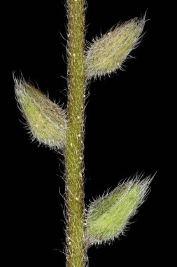 Erken Unutma-Beni-Değil (Myosotis ramosissima). Meyve Kapanışı