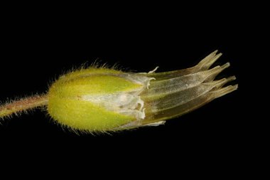 Fare kulaklı (Cerastium fontanum). Meyve Kapanışı