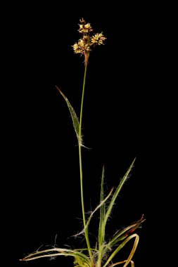 Woodrush Sahası (Luzula Campestris). Alışkanlık