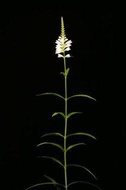 Sahte Ejderha Kafa (Physostegia virginiana). Alışkanlık