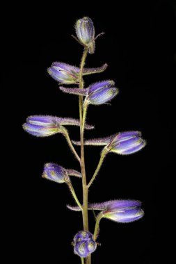 Delphinium (Delphinium x cultorum). Genç Infloresans Yakın plan