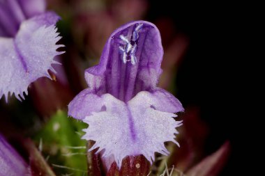Kendini iyileştirme (Prunella vulgaris). Çiçekler yakın plan