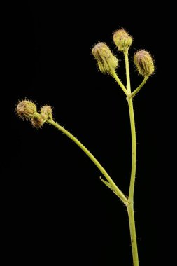 Perennial Sow-Thistle (Sonchus arvensis). Genç Infloresans Yakın plan