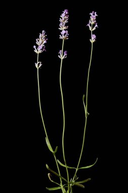 İngiliz Lavantalı (Lavandula angustifolia). Alışkanlık