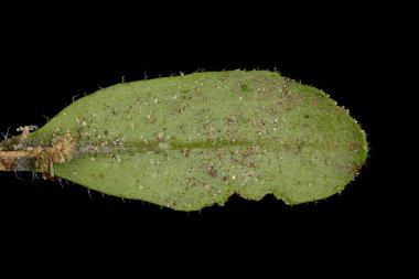 Thale Cress (Arabidopsis thaliana) Yaprak Kapanışı