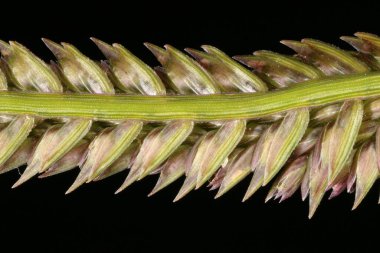 Yard Grass (Eleusine indica). Inflorescence Detay Kapatma