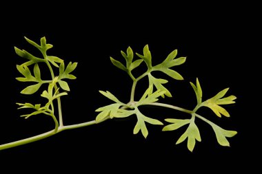 Yaygın dezenfekte (Fumaria officinalis). Yaprak Kapanışı