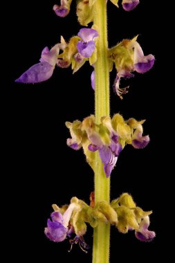 Boyalı Nettle (Plectranthus scutellarioides). Inflorescence Detay Kapatma