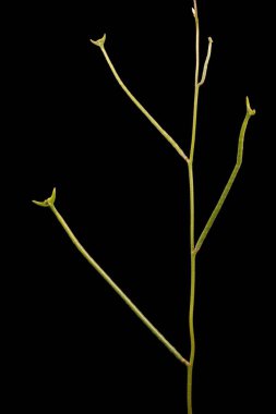 Gece Kokulu Stok (Matthiola longipetala). İnfructescence Yakın çekim