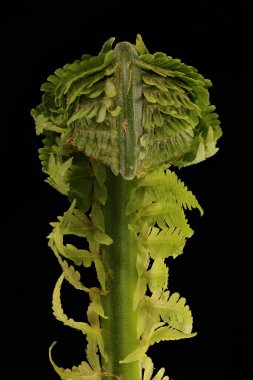 Devekuşu Fern (Matteuccia struthiopteris). Fiddlehead Kapanış