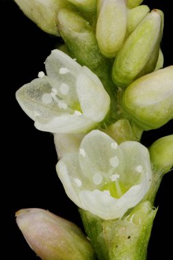Redshank (Persicaria maculosa). Inflorescence Detay Kapatma
