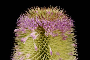 Wild Teasel (Dipsacus fullonum). Inflorescence Detay Kapatma