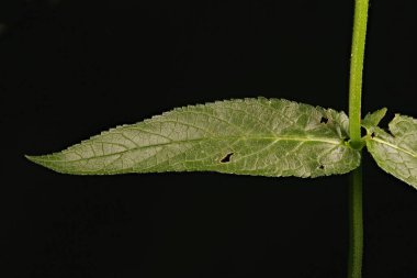 Marsh Woundwort (Stachys palustris). Yaprak Kapanışı