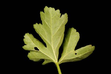 Musk Mallow (Malva moschata). Yaprak Kapanışı