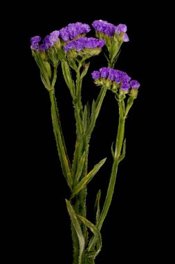 Wavyleaf Sea Lavender (Limonyum sinuatum). Alışkanlık