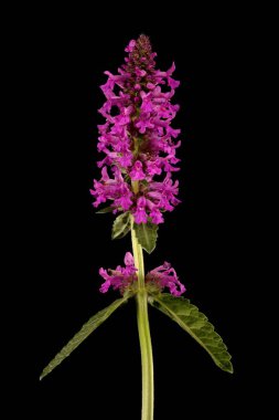 Betony (Stachys officinalis). Enfeksiyon. Yakın çekim.