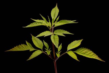 Genel Dilenciler (Bidens frondosa). Bitkisel çekim yakın çekim