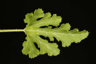 İlik (Cucurbita pepo). Yaprak Kapanışı