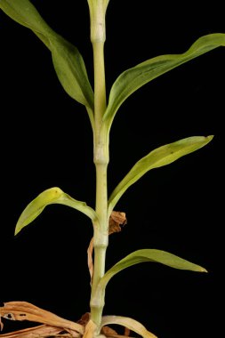 Tatlı William (Dianthus barbatus). Kök ve Yapraklar Kapalı